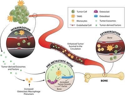 Cross Talk Between Macrophages and Cancer Cells in the Bone Metastatic Environment